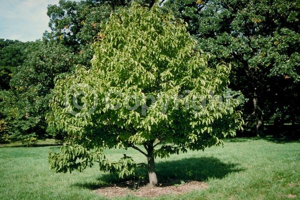 White blooms; Pink blooms; Deciduous; Broadleaf