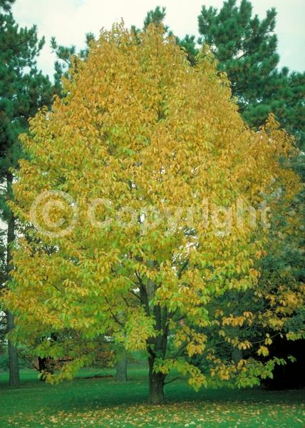 White blooms; Pink blooms; Deciduous; Broadleaf