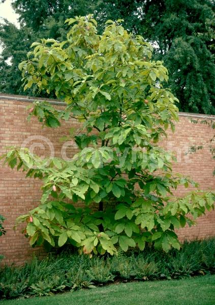 White blooms; Deciduous; Broadleaf; North American Native