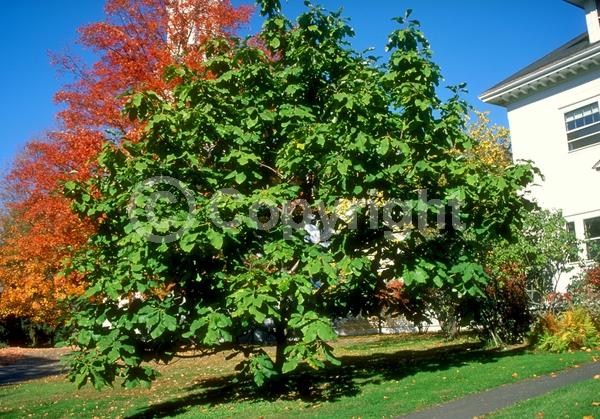 White blooms; Deciduous; Broadleaf; North American Native