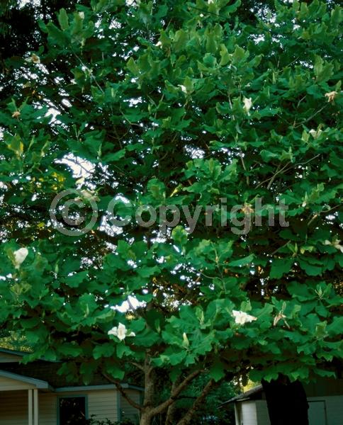 White blooms; Deciduous; Broadleaf; North American Native