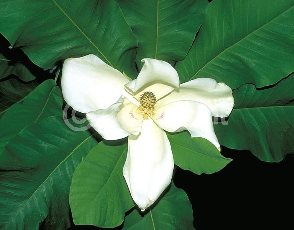 White blooms; Deciduous; Broadleaf; North American Native