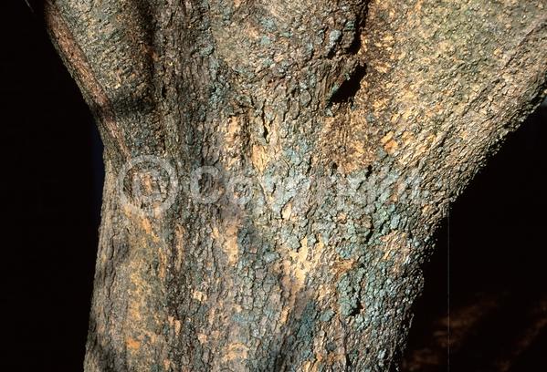 White blooms; Deciduous; Broadleaf; North American Native