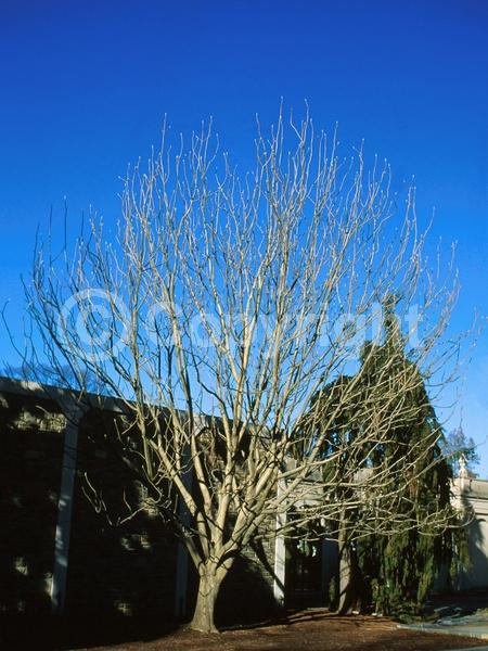 White blooms; Deciduous; Broadleaf; North American Native