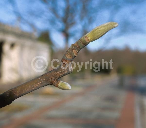 White blooms; Deciduous; Broadleaf; North American Native
