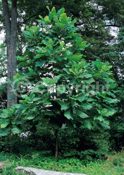White blooms; Deciduous; Broadleaf; North American Native