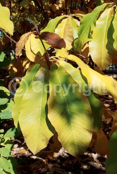 White blooms; Deciduous; Broadleaf; North American Native