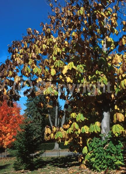 White blooms; Deciduous; Broadleaf; North American Native
