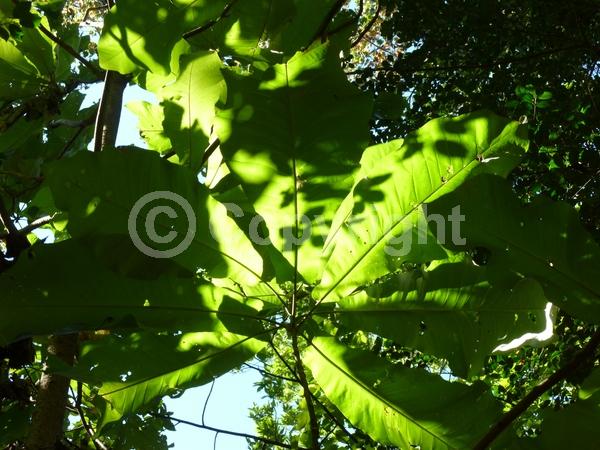 White blooms; Deciduous; Broadleaf; North American Native
