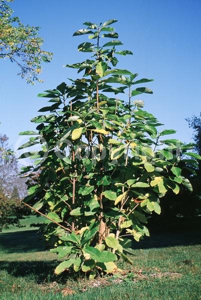 White blooms; Deciduous; Broadleaf