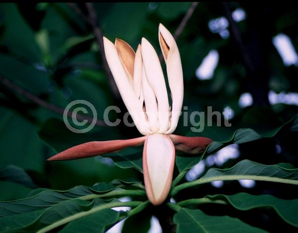 White blooms; Deciduous; Broadleaf