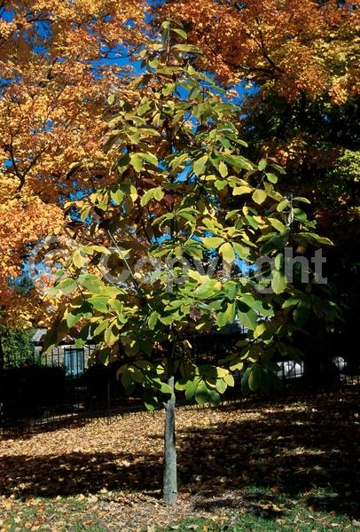 White blooms; Deciduous; Broadleaf