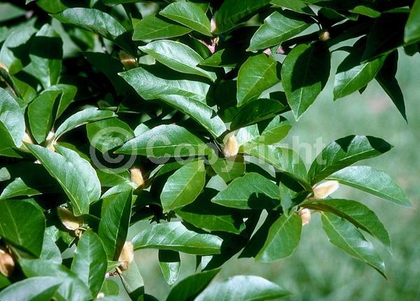 White blooms; Deciduous; Broadleaf