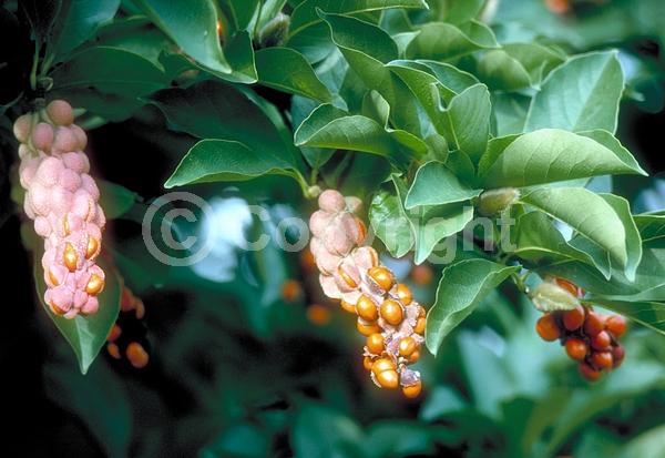 White blooms; Deciduous; Broadleaf