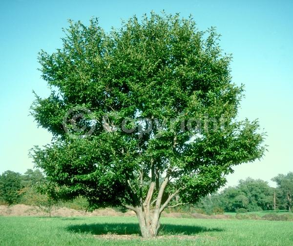 White blooms; Deciduous; Broadleaf