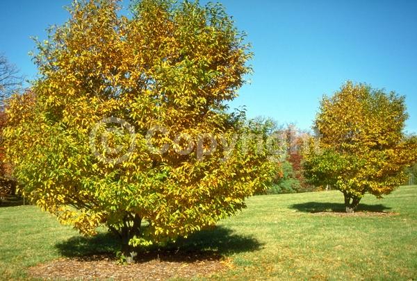 White blooms; Deciduous; Broadleaf