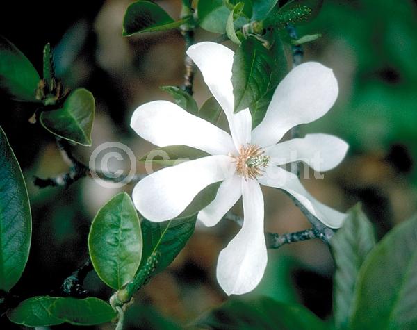 White blooms; Deciduous; Broadleaf