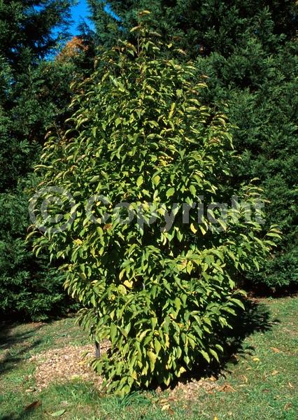 White blooms; Deciduous; Broadleaf