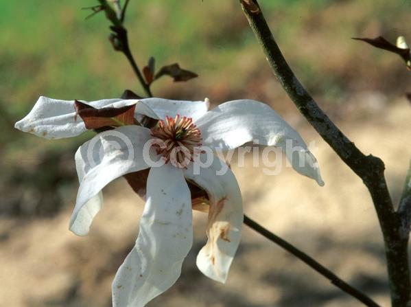 White blooms; Deciduous; Broadleaf