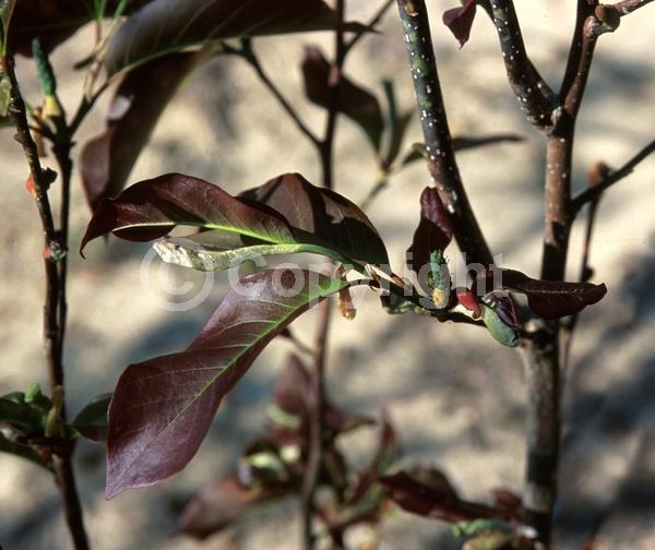 White blooms; Deciduous; Broadleaf