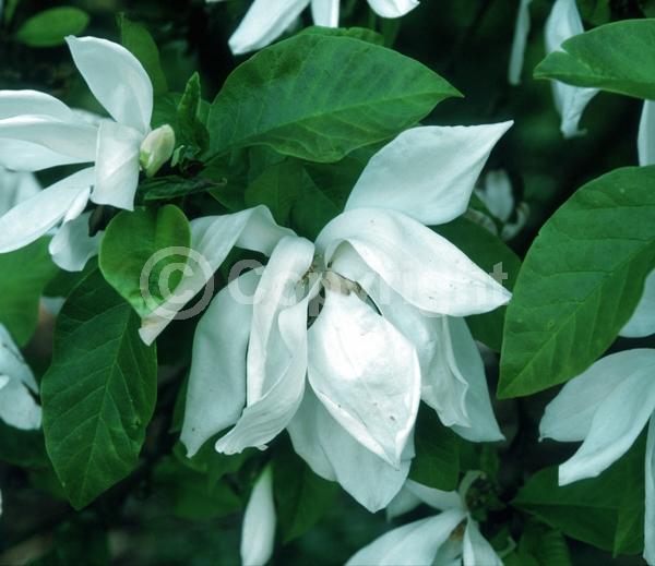White blooms; Deciduous; Broadleaf