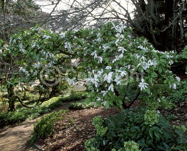 White blooms; Deciduous; Broadleaf