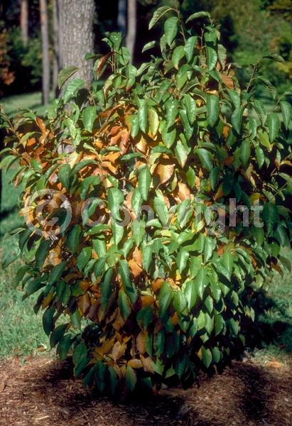 White blooms; Deciduous; Broadleaf
