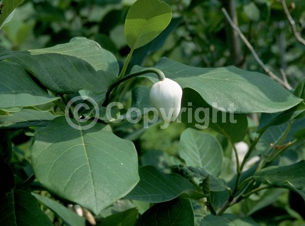 White blooms; Deciduous