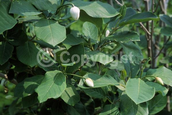 White blooms; Deciduous