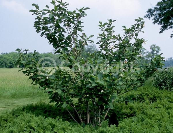 White blooms; Deciduous