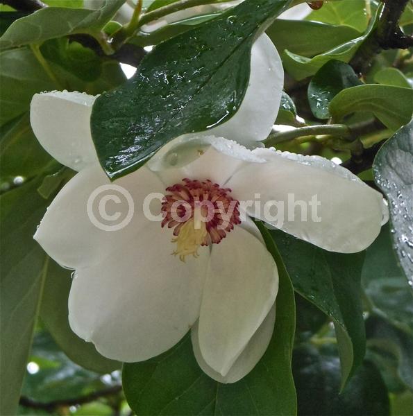 White blooms; Deciduous