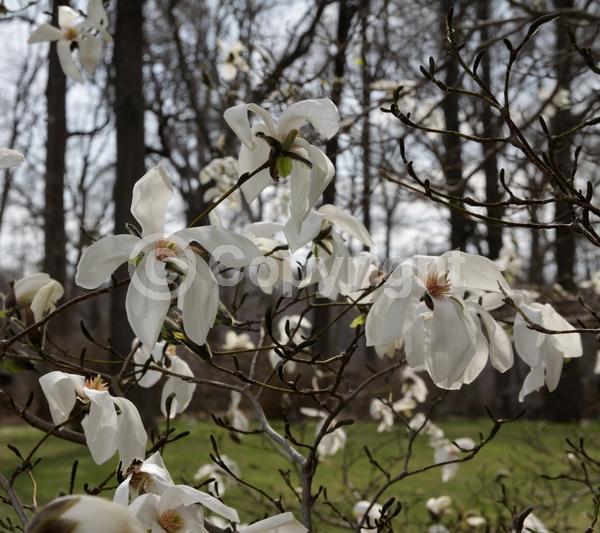 White blooms; Pink blooms; Deciduous; Broadleaf