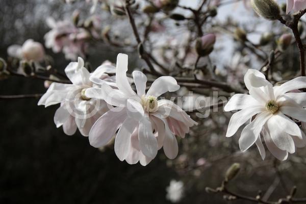 White blooms; Pink blooms; Deciduous; Broadleaf