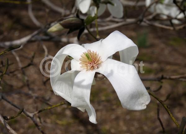 White blooms; Pink blooms; Deciduous; Broadleaf