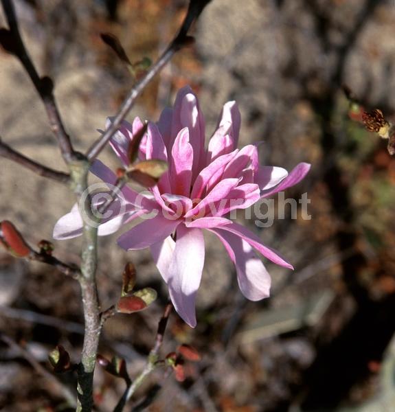 Purple blooms; Pink blooms; Deciduous; Broadleaf