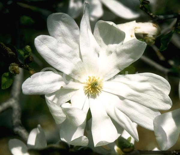 White blooms; Deciduous; Broadleaf
