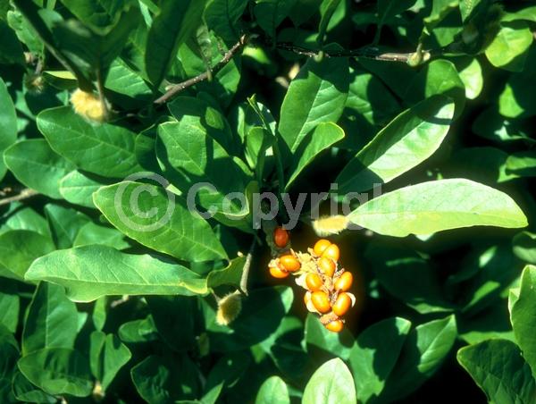 Pink blooms; Deciduous; Broadleaf