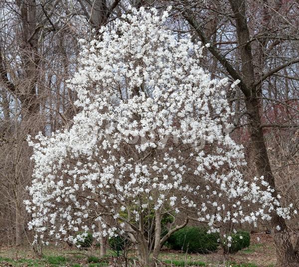 White blooms; Deciduous; Broadleaf