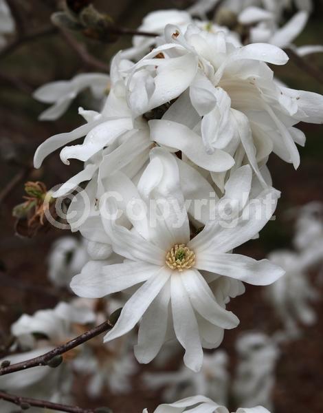 White blooms; Deciduous; Broadleaf