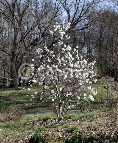 White blooms; Deciduous; Broadleaf