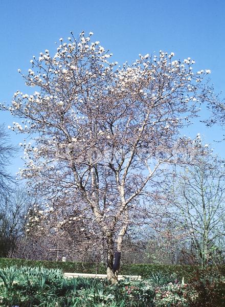 White blooms; Deciduous; Broadleaf