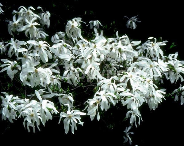 White blooms; Deciduous; Broadleaf