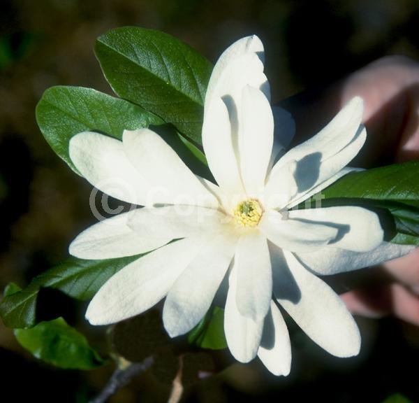White blooms; Deciduous; Broadleaf