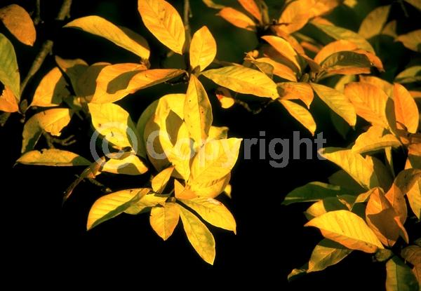 White blooms; Deciduous; Broadleaf
