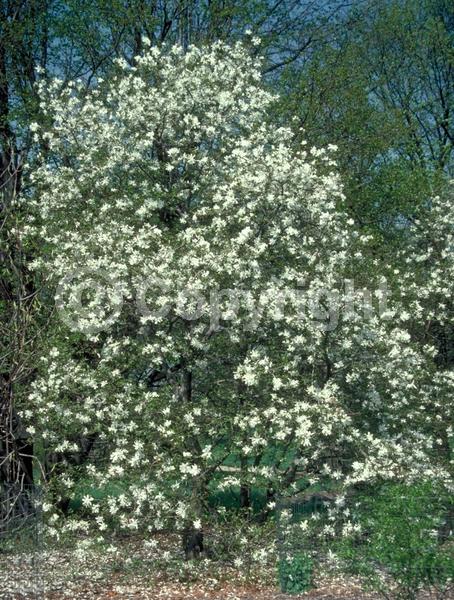 White blooms; Deciduous; Broadleaf
