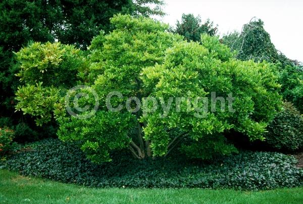 White blooms; Deciduous; Broadleaf