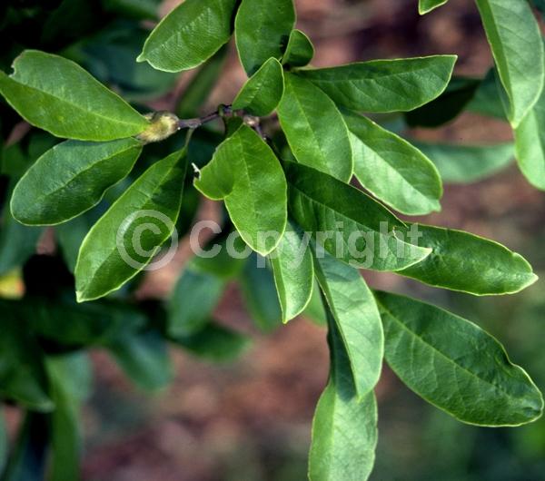 White blooms; Deciduous; Broadleaf