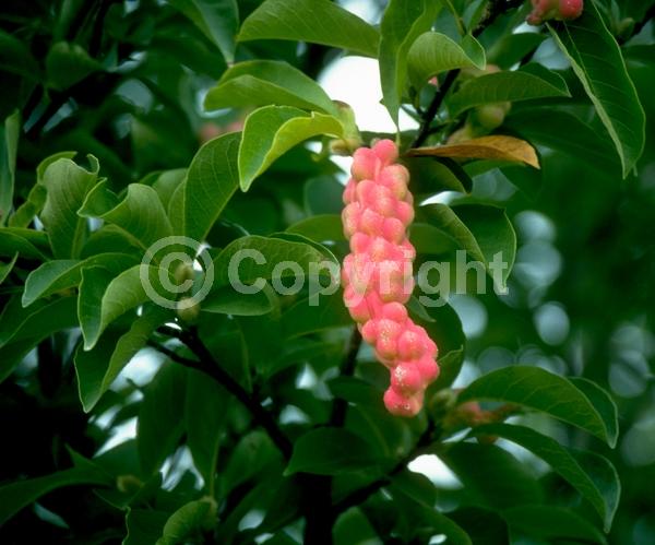 White blooms; Deciduous; Broadleaf