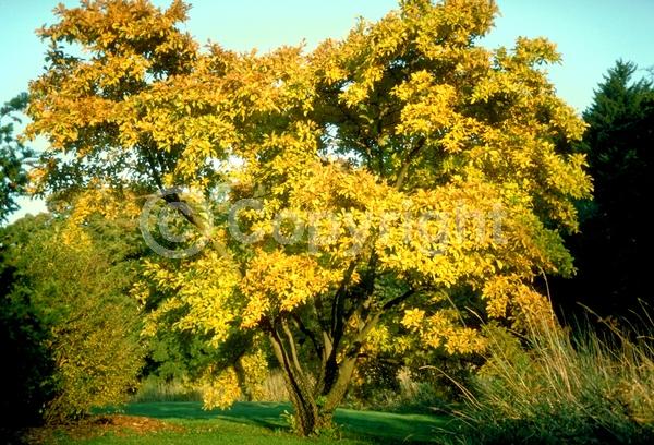 White blooms; Deciduous; Broadleaf