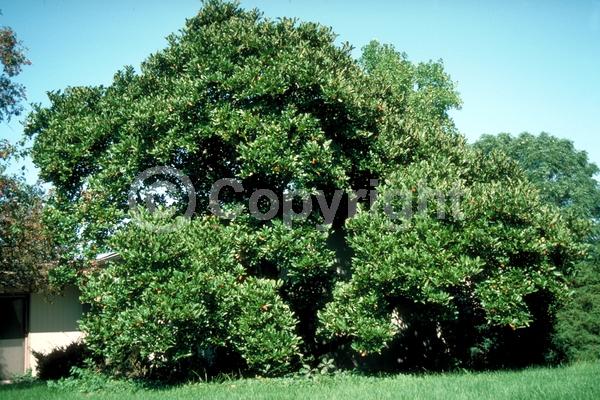 White blooms; Deciduous; Broadleaf